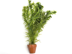 Egeria-densa-TR-Dichtblättrige-Wasserpest